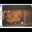 따뜻한 달걀 - 정진규 / 감상 - 권영준(시인) 이미지