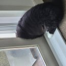 우리집 똥강아쥐 | 무타공 롤링 스크린막 후기, 우리집 똥갱얼쥐