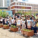 송일초 이미지