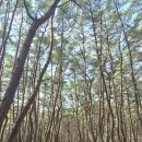 팔공산올레길 1코스 | 대구 팔공산 올레길 1코스 (북지장사)