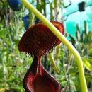 돼지우리 이미지