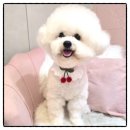 개이쁘댕 이미지