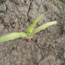 노리댕댕 이미지