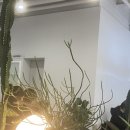 디저트39(양덕점) 이미지