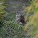 파주의 흰날개해오라기(chinese pond heron) 이미지