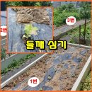 (텃밭/230704) 들깨묘종 심기 이틀연속 작업 이미지