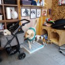 동막농장 이미지