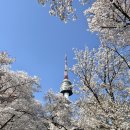 서울 남산 벚꽃 개화시기와 위치는? 데이트하기 좋은 벚꽃길 코스 추천 명소!