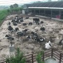 행복목장 이미지