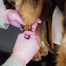 횡성바엘가축병원 | 강원도 동물병원 현황