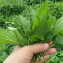 경주농장 이미지