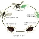 진디