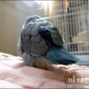 Honey Bunny 이미지