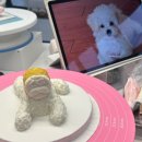 봉쥬르폼피 이미지