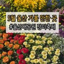 행복PLUS25편의점 | 5/20~25 울산대공원 장미축제! 연휴 나들이 코스로 딱 좋을 듯