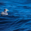 새동해바다 이미지