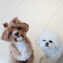 바나개 애견유치원 호텔 | 원주 애견유치원, 호텔 바나개 원생 모카 슬기로운 유치원 생활🐾