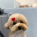 댕댕그루밍 이미지