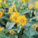 해바라기 이미지