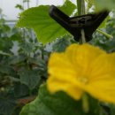 봉황농장 이미지