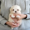 멍멍이와 야옹이 분양 미용 | 울산말티즈분양 미유펫에서 찾은 정답