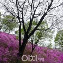 진달래꽃화원 이미지