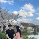 43 | 🌸김천 연화지 2026 벚꽃축제 후기 | 낮·밤 분위기 차이+주차 팁 및 포토스팟, 애견동반 팁 정리🌸