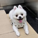 리카리카 곰돌이 베베 하네스 후기 / 내돈내산 만족도 높은 강아지 하네스 후기