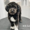 데이지꼼 이미지