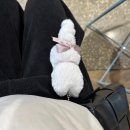 [iwantcatsomuch 나만없어고양이] 인형 소품샵 후기