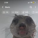 노란거북이 이미지