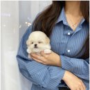소문난애견