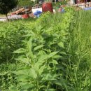 이안농장 이미지