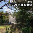 제주 동쪽 숙소 하도리오길잘했어 숙박 후기