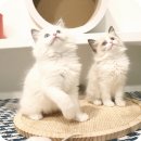 행복한고양이 - 고양시 일산동구 무궁화로 32-21 | 고양이와의 행복한 시작, YOMICAT 성북고양이분양 후기!