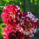 제일종묘사 | 기요장미와 가브리엘에 대한 생각