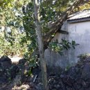 은정농원 이미지