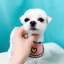 멍돌하우스 이미지