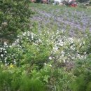 애들아범펜션 이미지