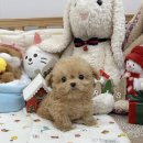 제물포애견 이미지