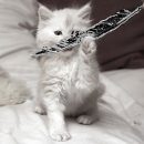 러블리메인쿤 이미지