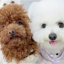 놀루오숑 이미지