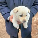 금왕동물병원 이미지