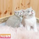 익산원펫 이미지