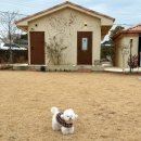 13월겨울 | 제주도 애견동반 숙소 ‘13월봄’ 2호실 가을 다녀온 후기