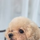 강아지 마법사 골드맘 이미지