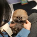 미유펫 동물병원 | 창원포메라니안분양 후기 철저한 미유펫 본점에서 시작!