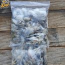 여수쭈꾸미 이미지