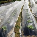 키다리농장 | 천안 도시농부학교9기 23주 차 후기, 땅콩수확, 해충싹, 친환경 살충제, 청갓 파종, 주말 농장, 귀농 귀촌