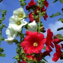 수정마루 이미지